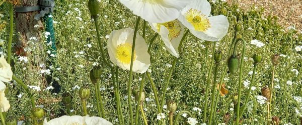 revenir à l'essentiel