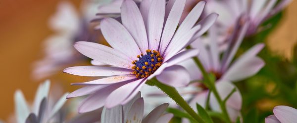 flower, daisy, yard-7167287.jpg