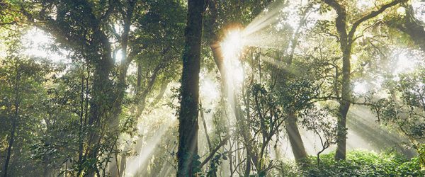 mysterious-morning-in-tropical-rainforest-PE7ETGG.jpg