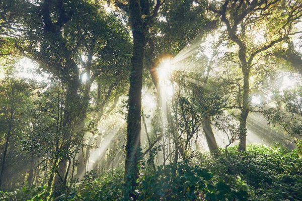 mysterious-morning-in-tropical-rainforest-PE7ETGG.jpg