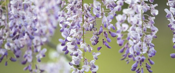 spring, outdoors, flowers-7181766.jpg