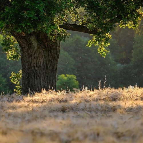 tree, nature, wilderness-6476331.jpg